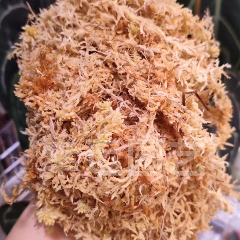 Новозеландский мох сфагнум 5A  – обзор и цена Preserved Moss Sheet